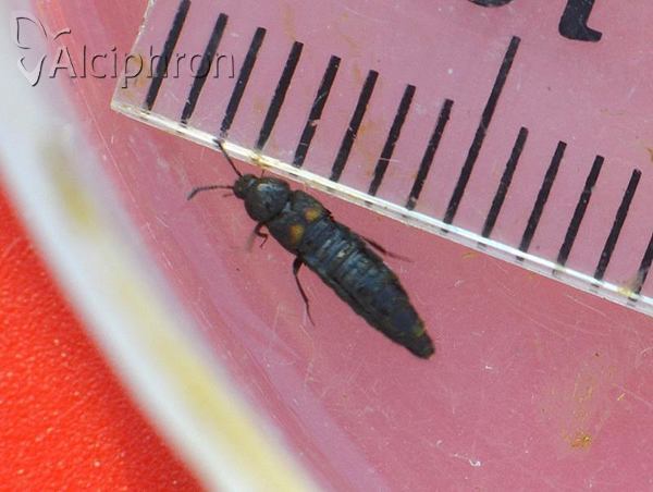 Aleochara tristis