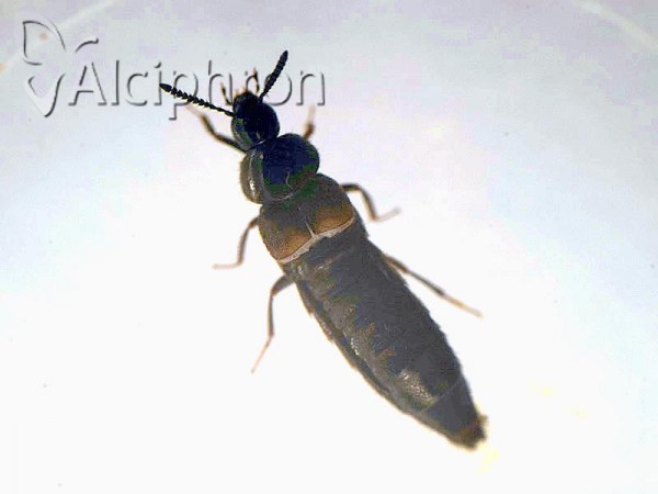 Aleochara tristis