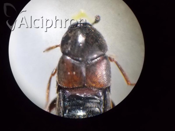 Aleochara curtula