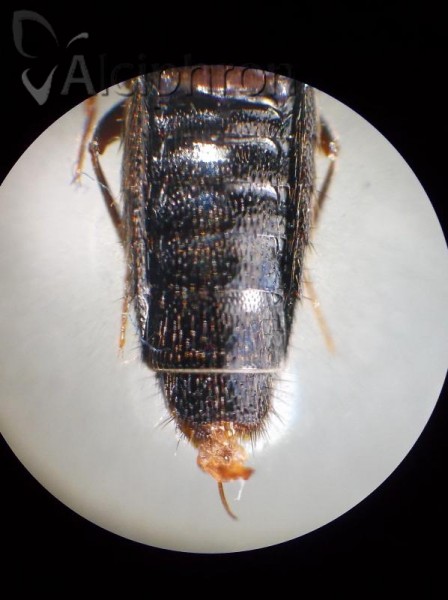 Aleochara curtula