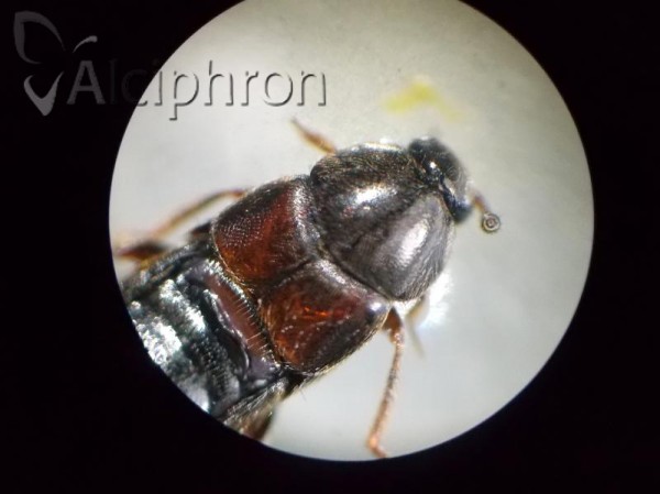 Aleochara curtula