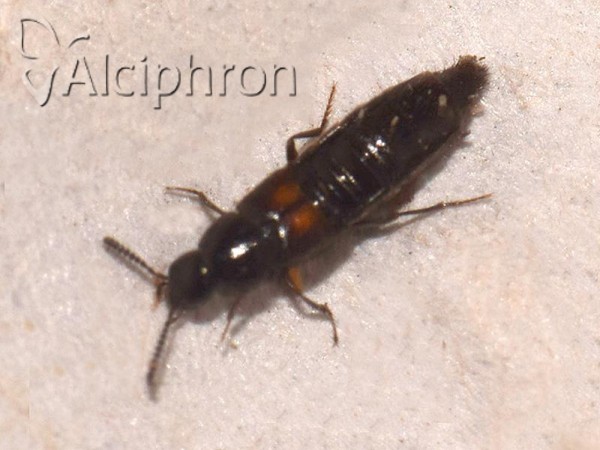 Aleochara bipustulata