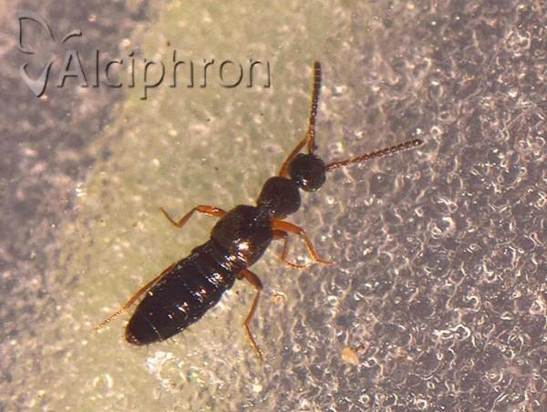 Myrmecopora sulcata