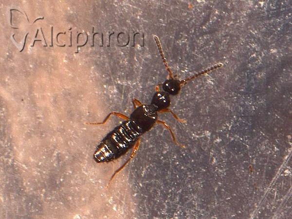 Myrmecopora sulcata