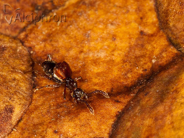 Batrisodes adnexus