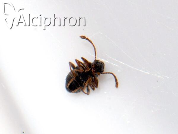 Rybaxis longicornis