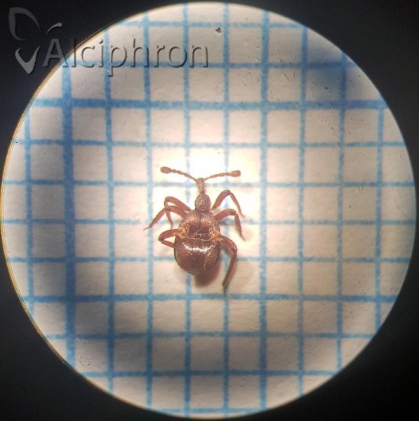 Claviger longicornis
