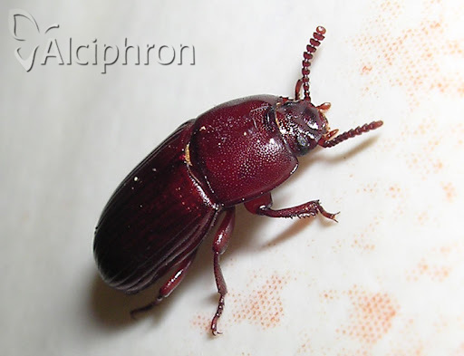 Uloma culinaris