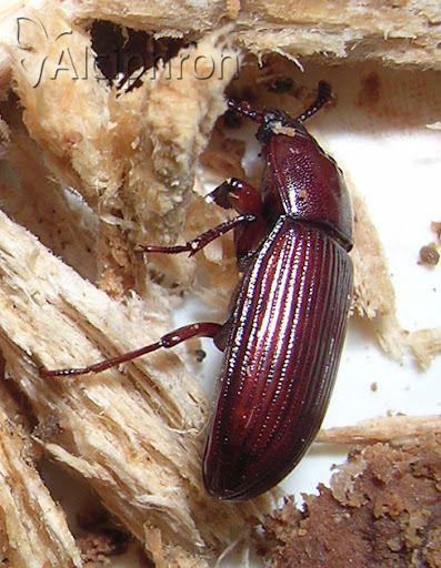 Uloma culinaris