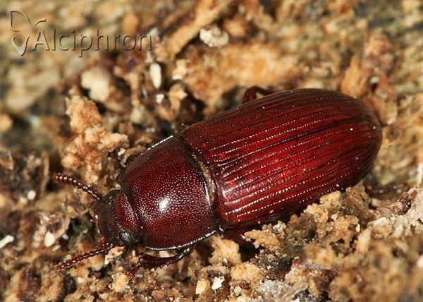 Uloma rufa