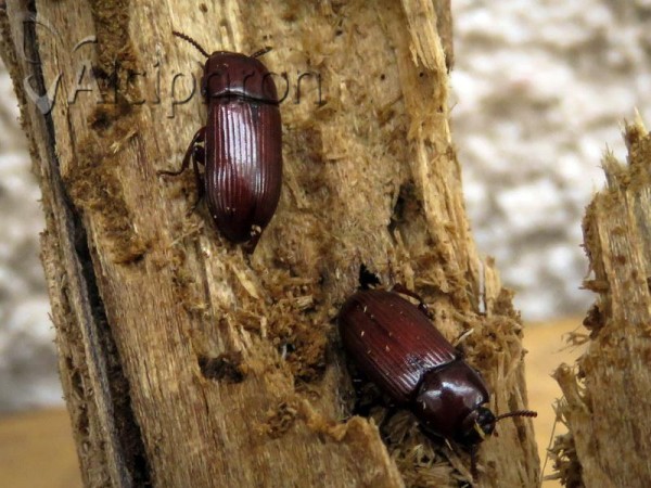 Uloma rufa