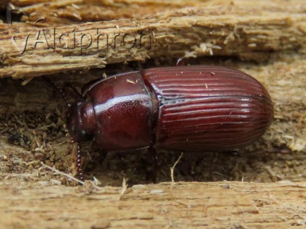 Uloma rufa
