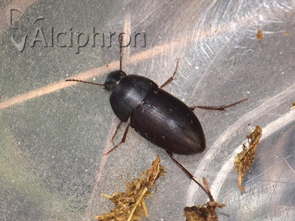 Crypticus quisquilius