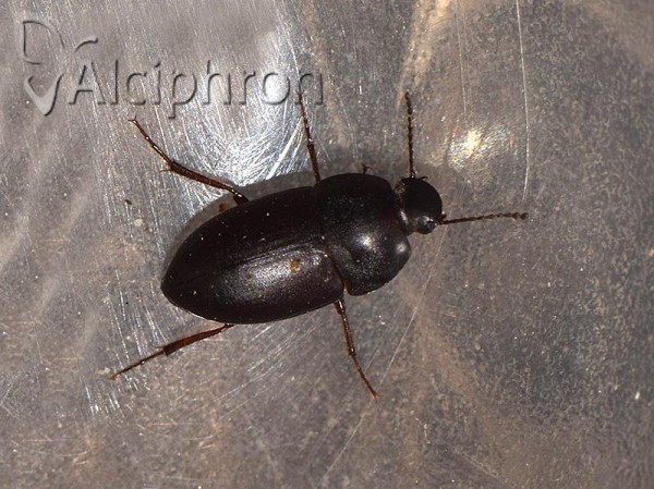 Crypticus quisquilius