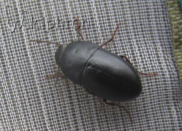 Crypticus quisquilius