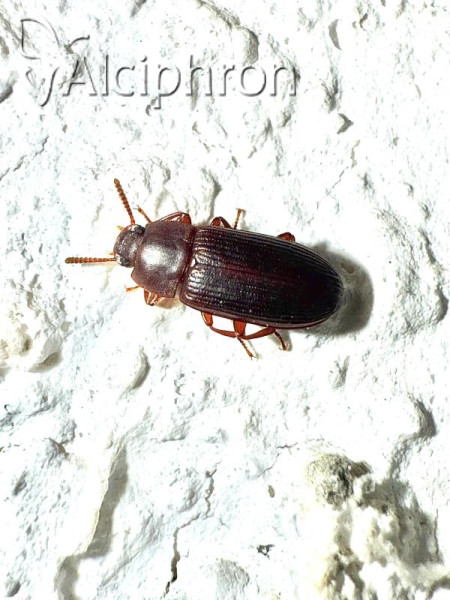 Cynaeus angustus