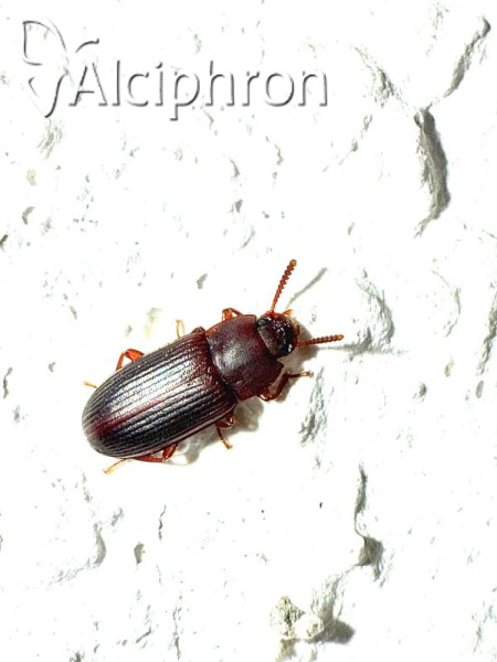 Cynaeus angustus