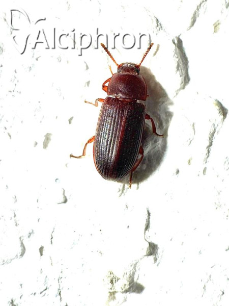Cynaeus angustus