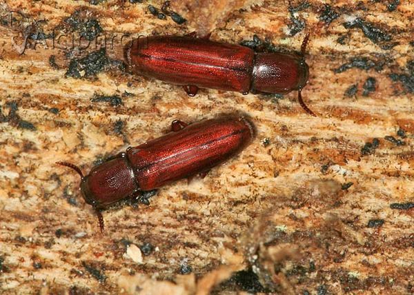 Corticeus unicolor