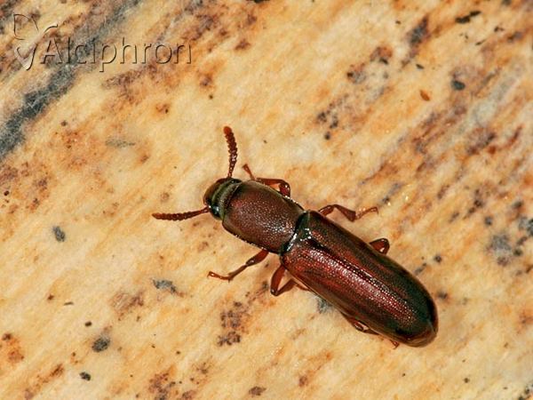 Corticeus unicolor