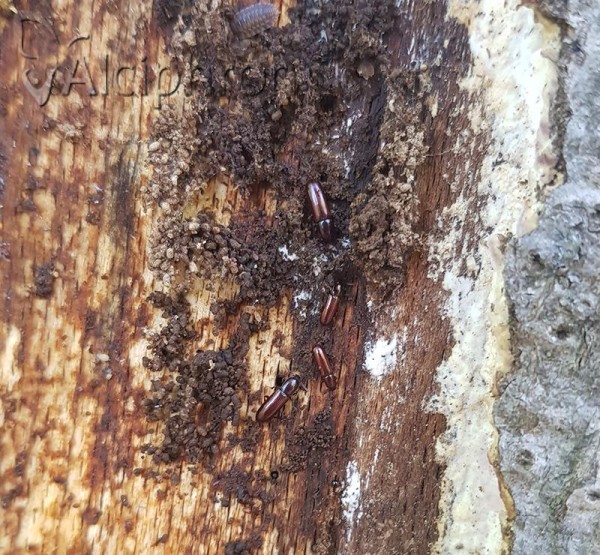 Corticeus unicolor