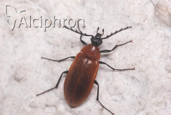 Pseudocistela ceramboides