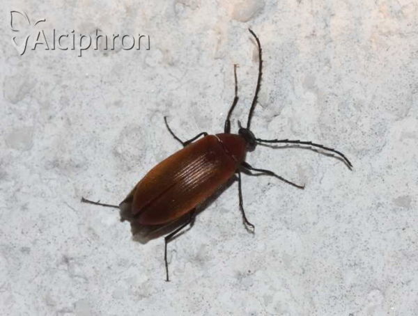 Pseudocistela ceramboides