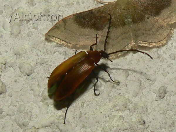 Pseudocistela ceramboides