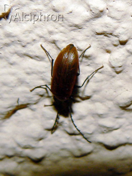 Pseudocistela ceramboides