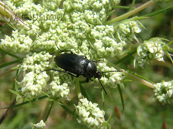 Podonta nigrita