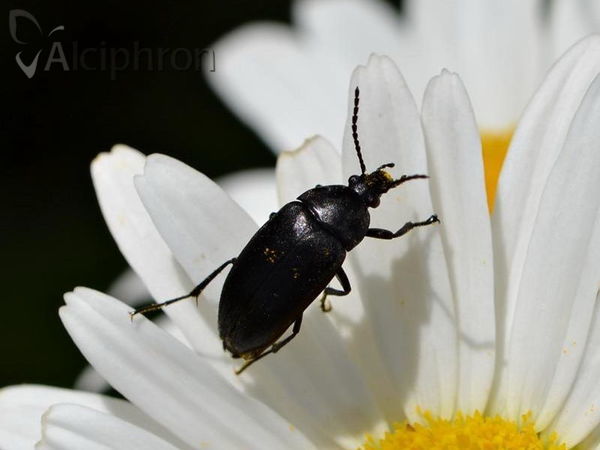 Podonta nigrita