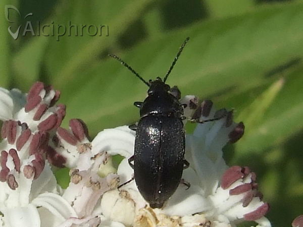 Podonta nigrita
