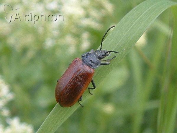 Omophlus lepturoides