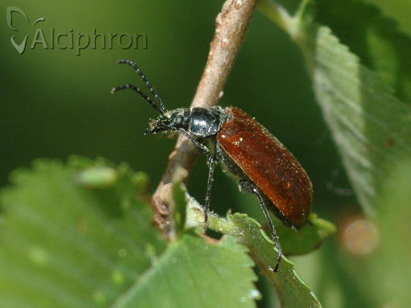 Omophlus lepturoides