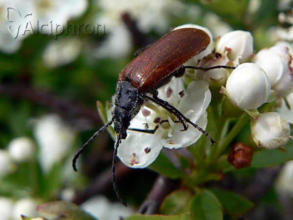 Omophlus lepturoides