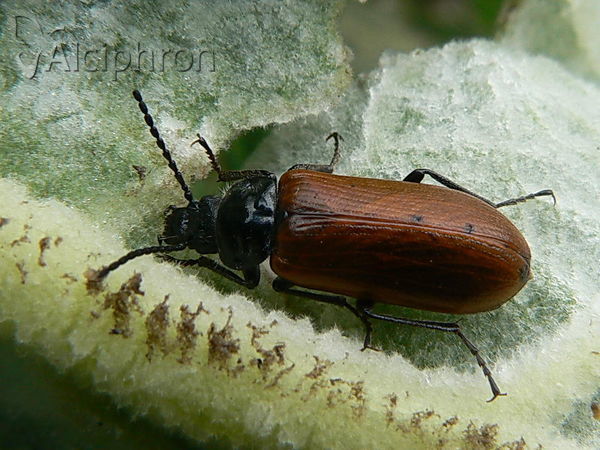 Omophlus lepturoides