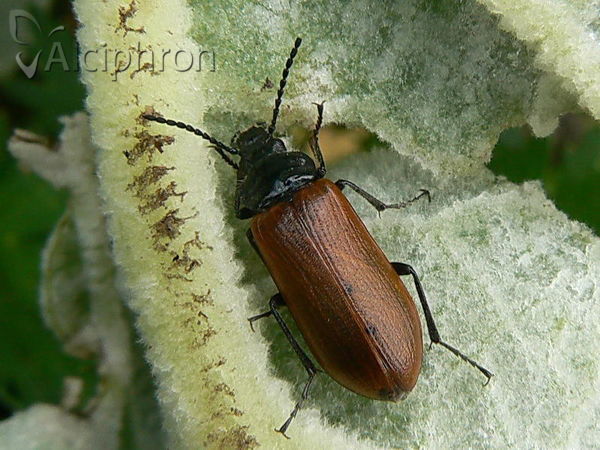 Omophlus lepturoides