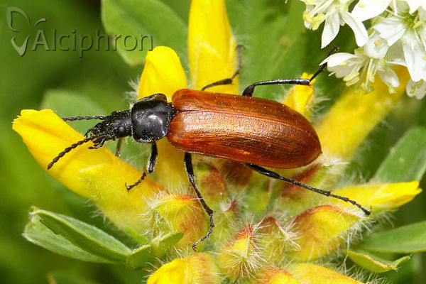 Omophlus proteus