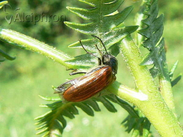 Omophlus proteus