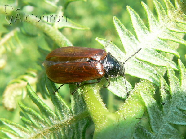 Omophlus proteus