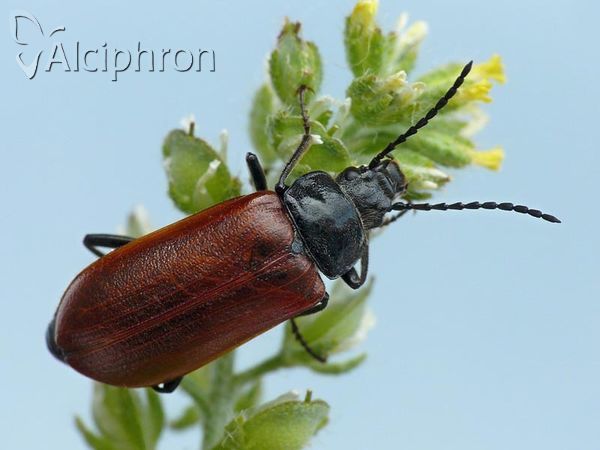 Omophlus proteus