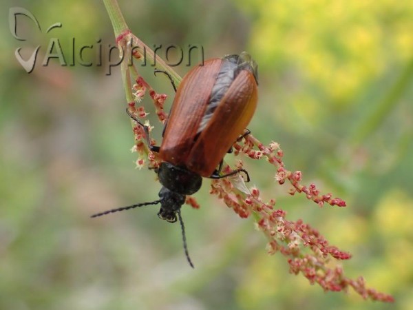 Omophlus proteus