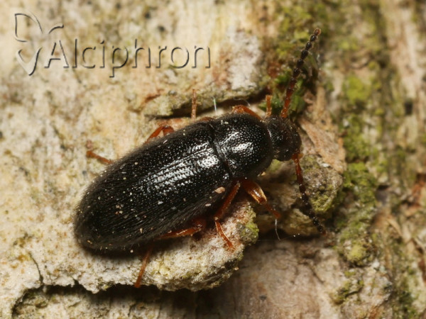 Mycetochara flavipes