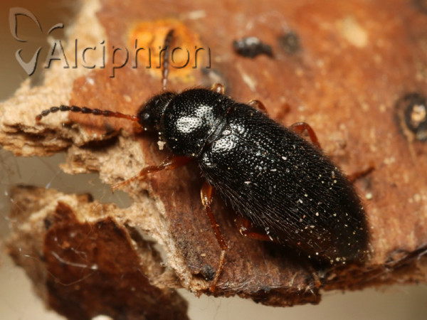 Mycetochara flavipes