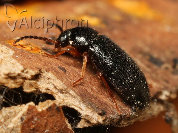 Mycetochara flavipes