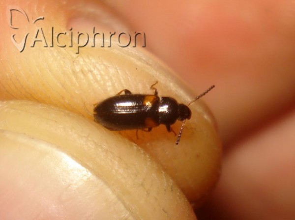 Mycetochara humeralis