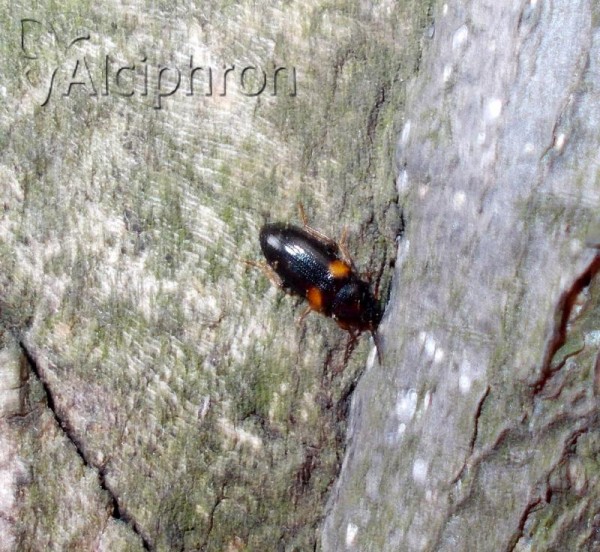 Mycetochara humeralis