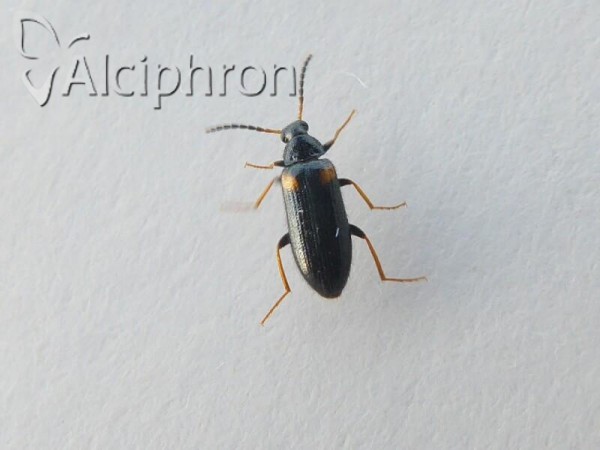 Mycetochara humeralis