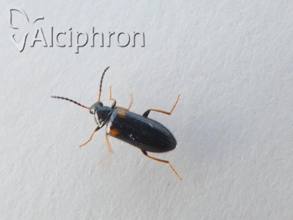 Mycetochara humeralis
