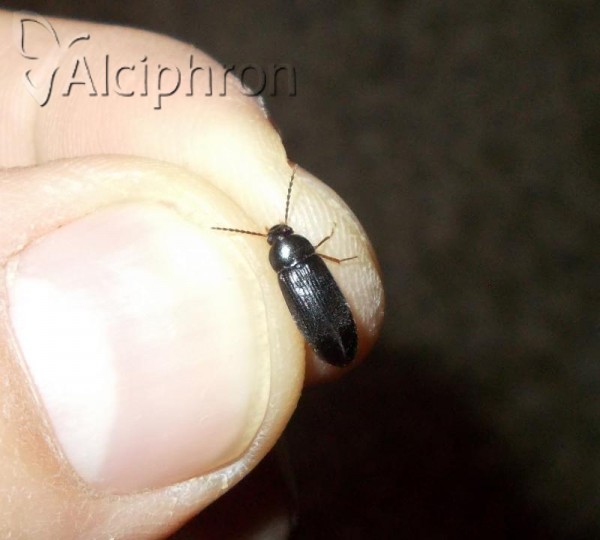 Mycetochara linearis